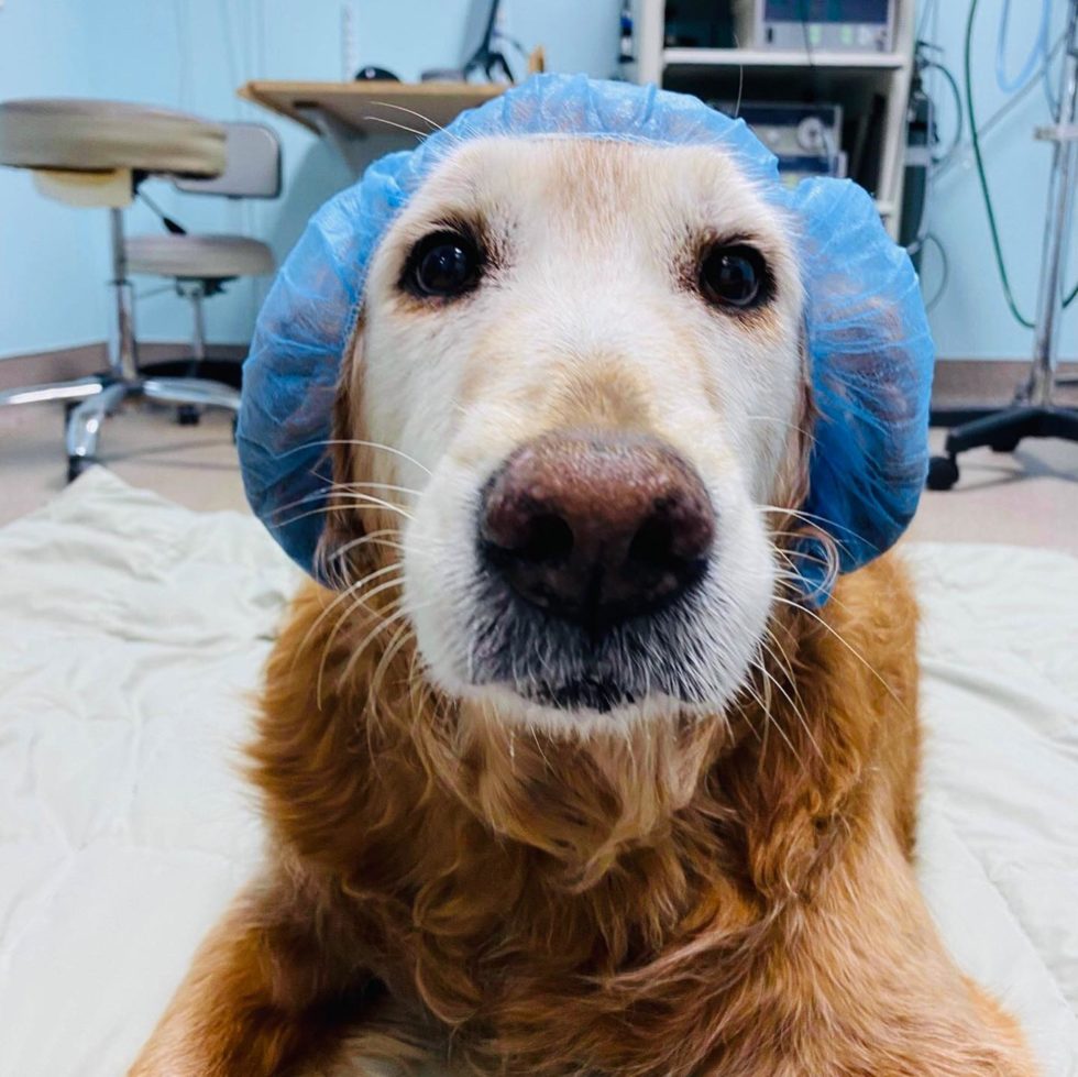 Dundee, MI 48131 Veterinary Services Heritage Animal Hospital