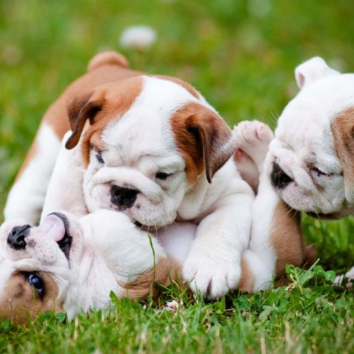 cute puppies playing