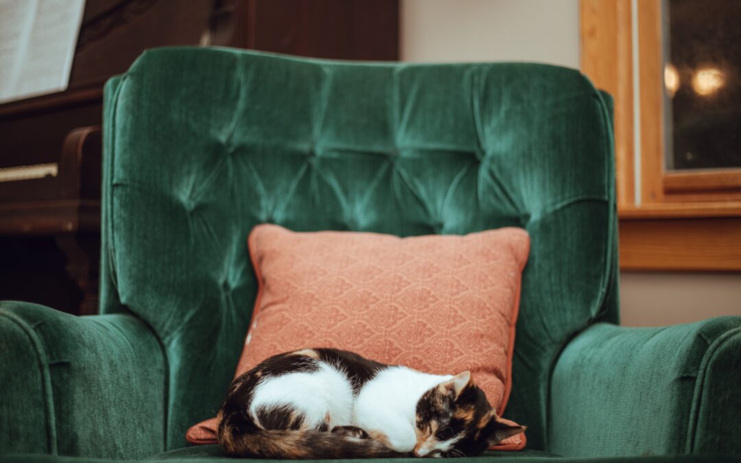 Multi-colored cat curled up on a green chair